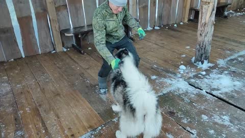Huge husky plays and talks with his best friend.