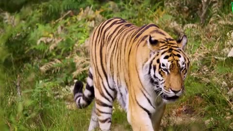 Male & female tiger lion