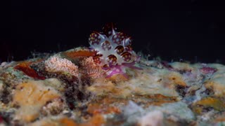 Sea Slug Walking on the Reef