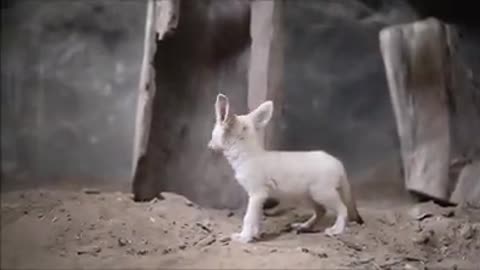 Fennec so beautiful