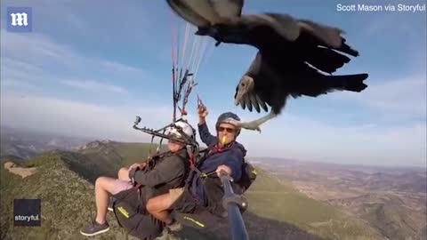 Vulture joins paragliders as they soar above Spanish mountains