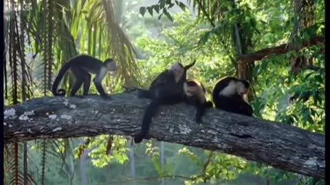 Monkey Insect Repellent | The Life of Mammals | BBC Earth