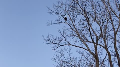 Bald Eagle greets me in the morning