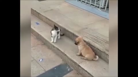 Funny cat vs dog