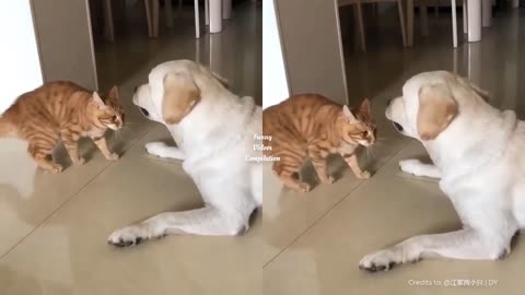 Aggressive dog vs cat