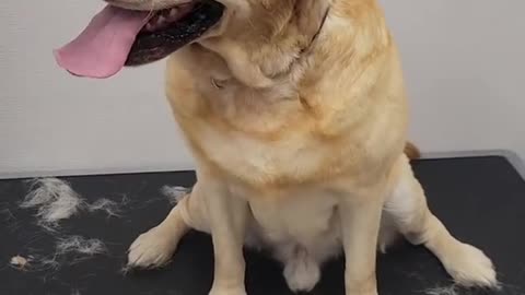 Dog needs emotional support ball during his grooming