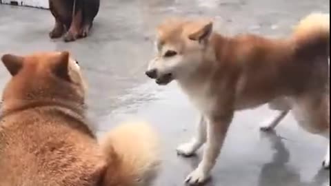 Dog Vs Dog Funny Fight