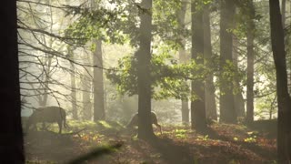 Nature Video (No Sound, No Music)