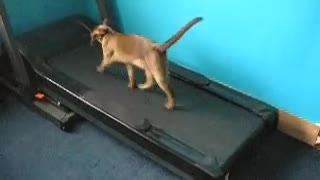 2 funny cats / kittens running on the treadmill