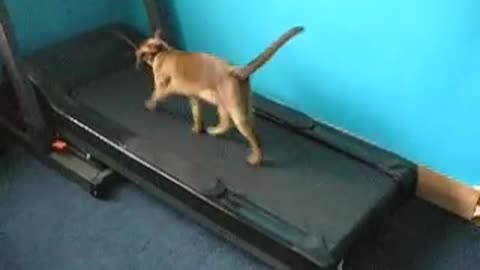 2 funny cats / kittens running on the treadmill