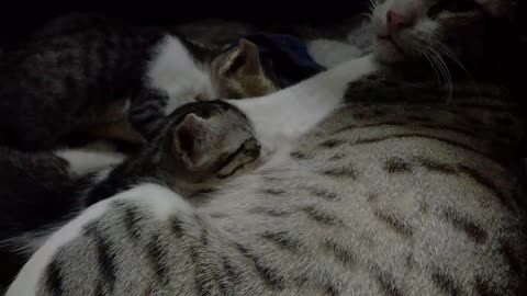 Mama cat with twins baby kittens