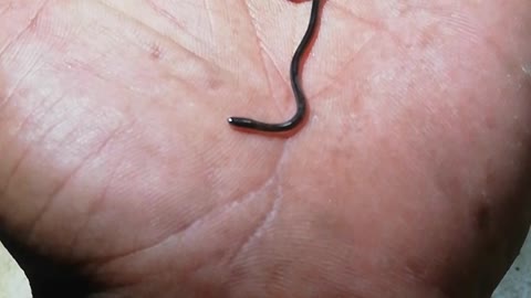 small snake