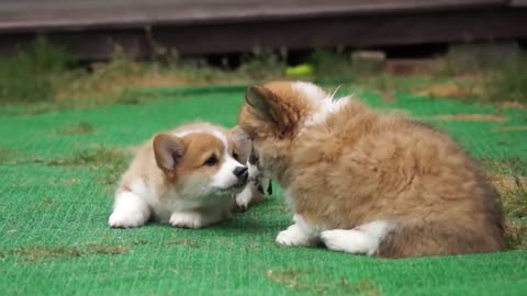 cute little dogs playing!