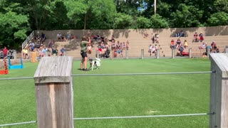 Indy Zoo Dog Act-4