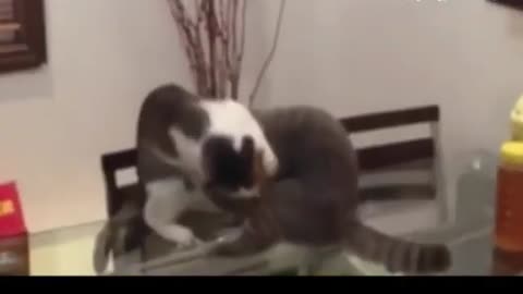 Try not to laugh!! fighting cat #jhoncena cat