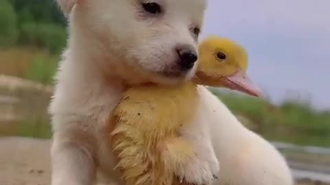 Adorable pet video
