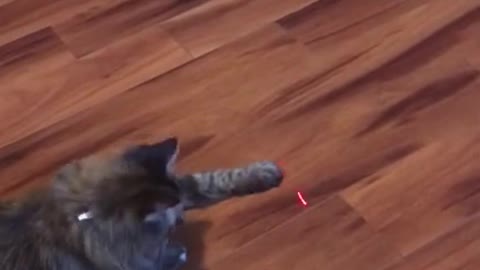 Cat Vs Laser Pointer 🐈 😂 - Funny Animal Reaction Videos