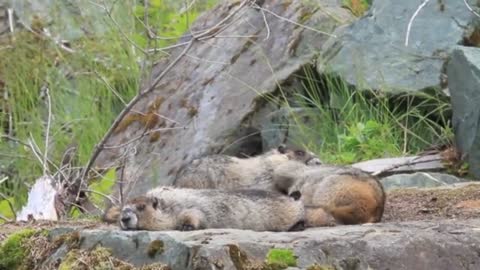 Animals of the marmot family play together