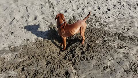 Cute Puppy First Trip to the Beach