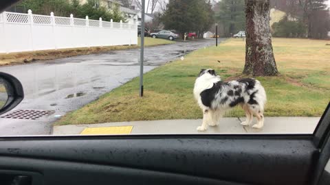 Dog impressively trained to run alongside owner's car