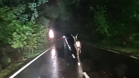Deer Runs Down Middle of Road