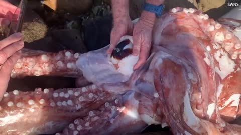 giant squid washes up in Cape Town