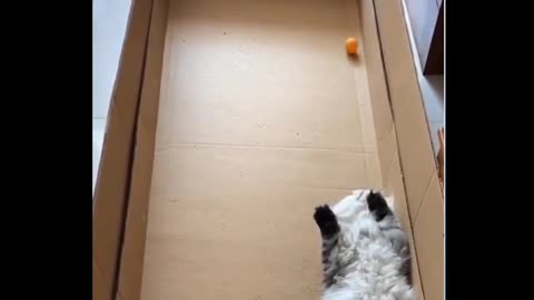 Cat playing the game in this video