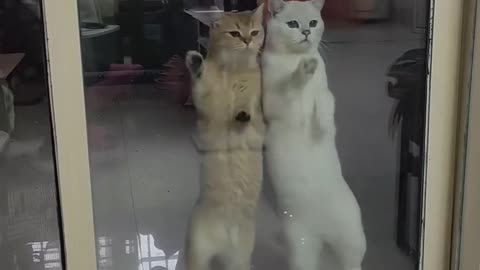 #Cute Couple Cats love dancing together.