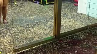 Grasshoppers Invade Casino