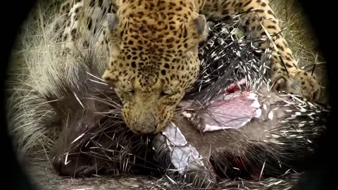 This Leopard Will Be Killed By a Porcupine