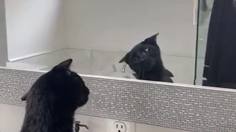 Esse gato se olha a primeira vez em um espelho