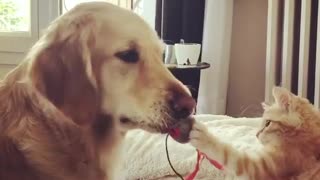 Golden Retriever and kitten play with cat's toy