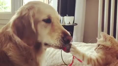 Golden Retriever and kitten play with cat's toy