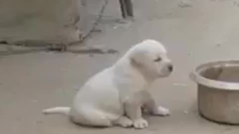 Cute puppy imitating chicken cackling2