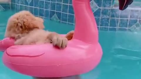 Cute Dog Funny Video 😍