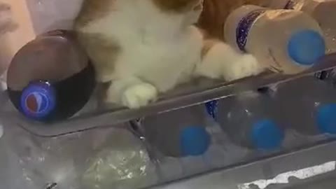 Stubborn Kitty Wants to Stay Cool