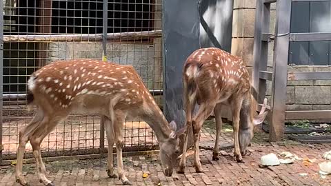 The Male Sika deer with horns on its head