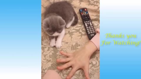 Cute and Funny Baby Cat Videos Compilation