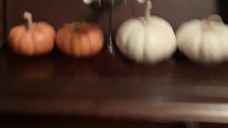 PUMPKIN ARMY!!!!!!!!!!Part 1