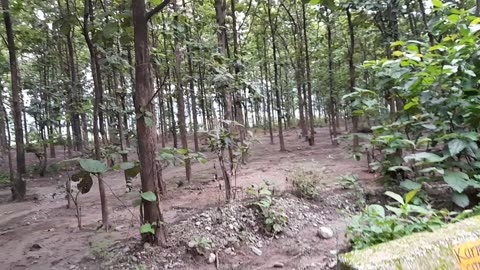 Jangal safari jim corbet Ramnagar uttarakhand