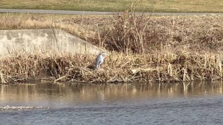 Great Blue Heron on the Humber River Toronto