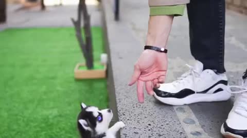 This Cute Micro husky puppy will melt your heart 😱🐶❤️