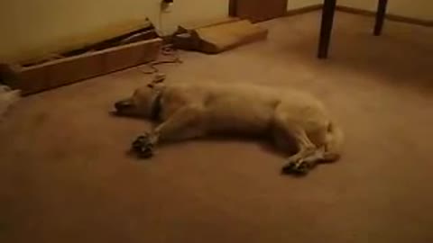 Funny Sleep Walking Dog #Short