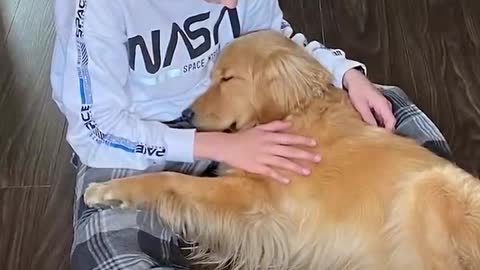 The story behind viral video of golden retriever getting a surprise l GMA