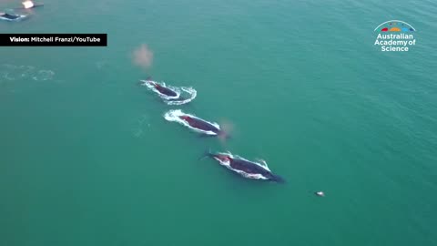 DO YOU KNOW WHY WHALES SING? THIS WILL BLOW YOUR MIND