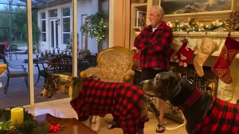 Festive-dressed_Great_Dane_pack_chat_with_Singing_Santa