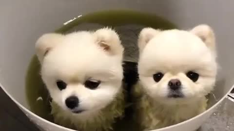 Cute pomeranians brothers😘