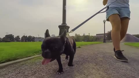 Dog Amazes People By Running Over-2021