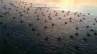 Large group of ducks in bay