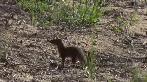 Slender Mongoose Sighting